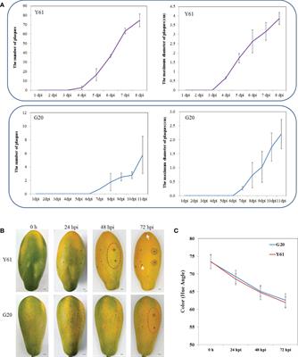 Comparative transcriptomics and genomic analyses reveal differential gene expression related to Colletotrichum brevisporum resistance in papaya (Carica papaya L.)